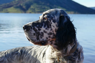 Side view portrait of an english setter dog in the sunlight in front of a lake