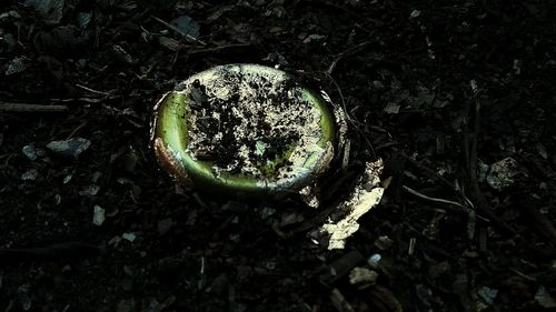 Close-up of plant growing in forest