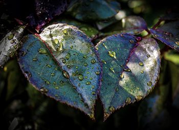 Close-up of wet plant leaves during rainy season