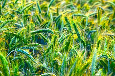 Full frame shot of wheat field