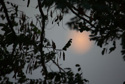 Low angle view of silhouette bird on branch against sky