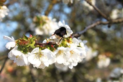 Close-up of white flowers