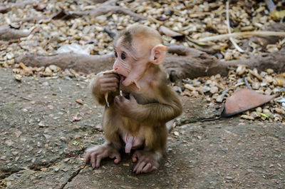 Monkey sitting outdoors