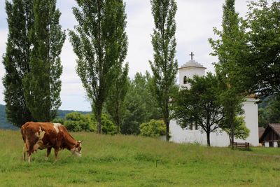 Cows standing in a field