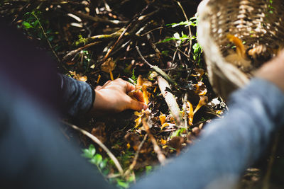 High angle view of mushroom growing on field