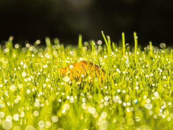 Close-up of butterfly on wet plant