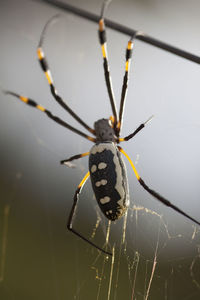 Close-up of spider on web