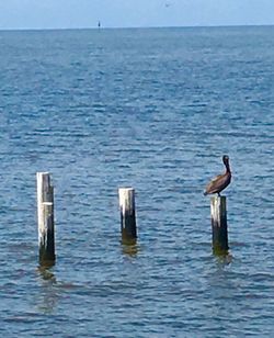 Seagull flying over the lake