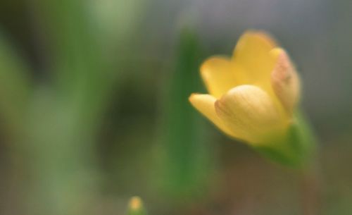 Close-up of yellow flowering plant