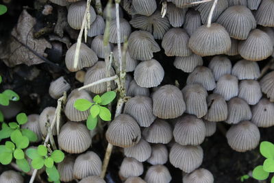 High angle view of mushrooms growing on land