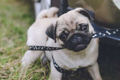 Close-up portrait of puppy on field