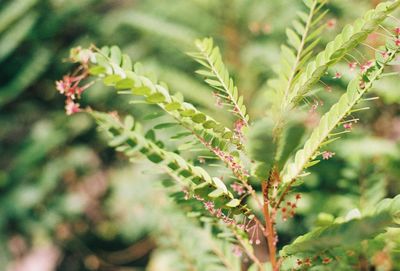 Close-up of fresh green plant