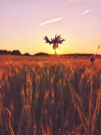 Close-up of flowering plants on field against sky during sunset