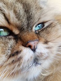 Close-up portrait of cat
