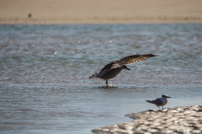 Seagulls flying over sea