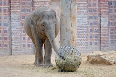 Elephant in a zoo