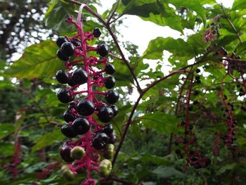 Close-up of fruits on tree