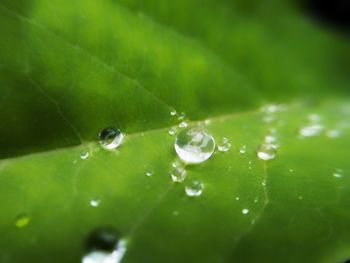 Close-up of water drops on leaf