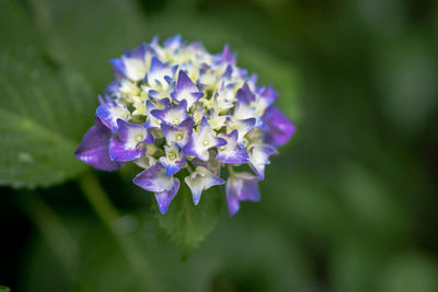 Close-up of purple flowering plant