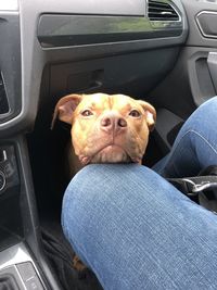 Portrait of dog sitting in car