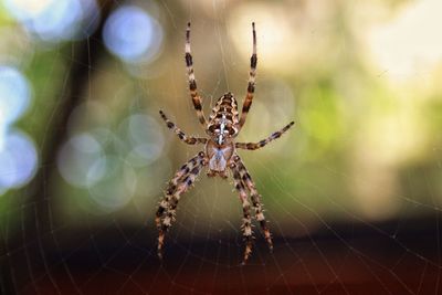 Close-up of spider on web