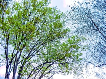 Low angle view of trees