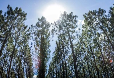 Low angle view of trees against sky