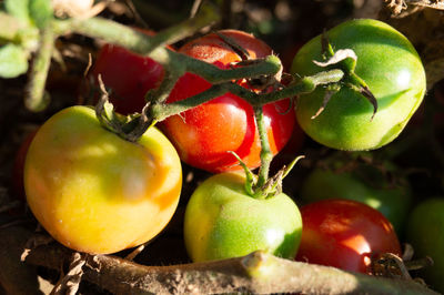 Close-up of apples on plant