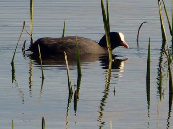 Side view of a duck swimming in lake