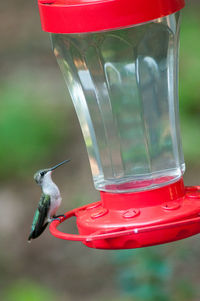 Hummingbird on bird feeder over field