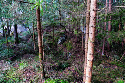 Trees in forest
