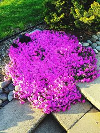 High angle view of pink flowering plants in garden