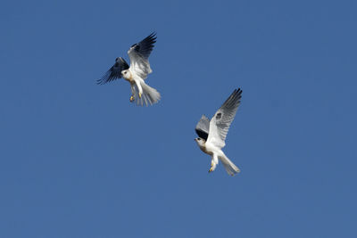 Low angle view of seagulls flying against clear blue sky