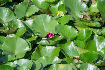 Close-up of green leaves on plant