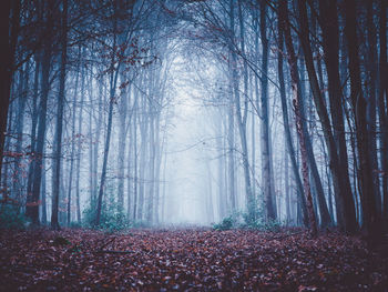 Trees in forest during winter