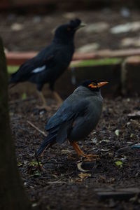 Close-up of bird perching