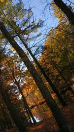 Low angle view of trees