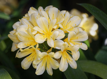 Close-up of yellow flowers blooming outdoors