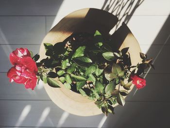 Close up of red flowers
