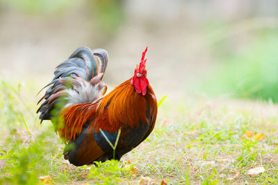 View of birds on field