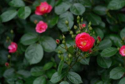 Close-up of red flower