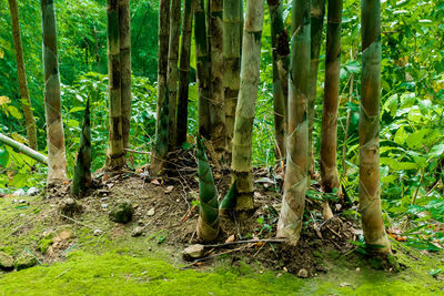 Trees growing on field in forest