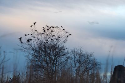 Silhouette of birds flying against cloudy sky