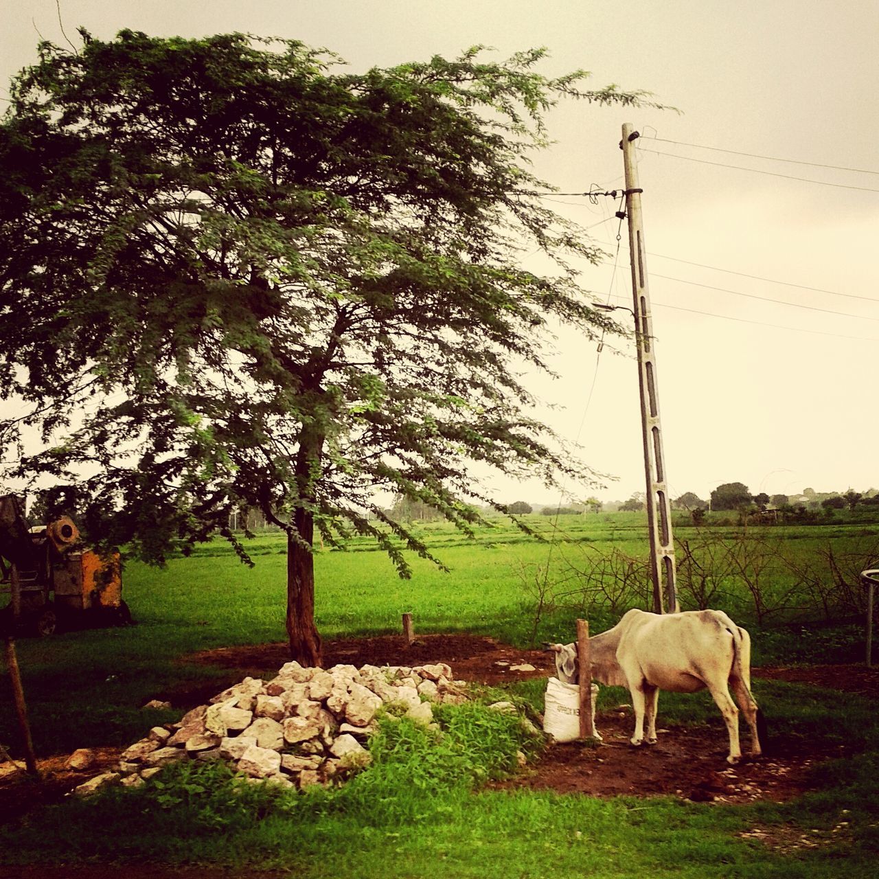 animal themes, mammal, grass, field, domestic animals, livestock, landscape, one animal, grazing, grassy, tree, nature, sky, herbivorous, full length, horse, wildlife, tranquility, standing, fence