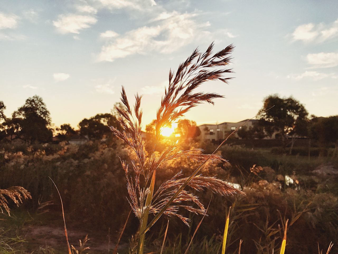 growth, sunset, sun, field, nature, sunbeam, sunlight, sky, agriculture, no people, straw, plant, outdoors, tranquility, landscape, beauty in nature, rural scene, cereal plant, scenics, wheat, close-up, day
