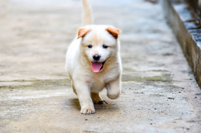 Portrait of puppy