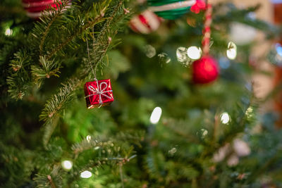 Close-up of christmas tree