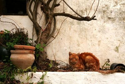 Cat sitting on tree