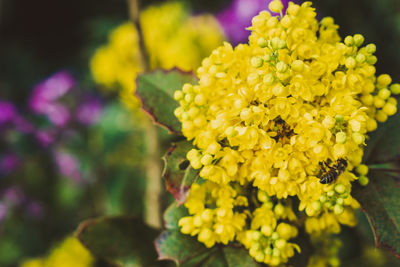 Close-up of yellow flowering plant