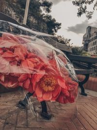 Close-up of red rose flower in city